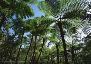 树木树叶-仰视热带雨林中的植被