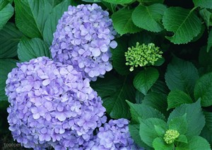 花海世界-两朵漂亮的紫色花束
