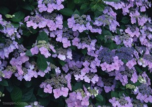 花海世界-漂亮的紫色小花
