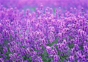 花海世界-漂亮的紫色花束