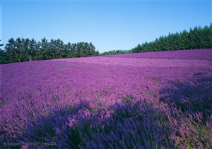 花海世界-树林间的紫色花海