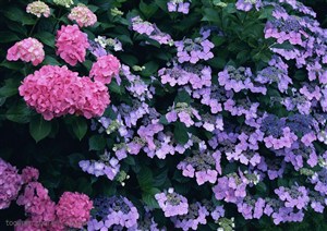 花海世界-盛开的紫色小花