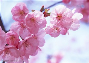 花卉物语-粉色的漂亮樱花