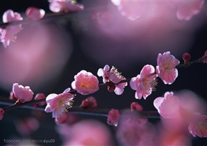 花卉物语-梦幻的粉色梅花