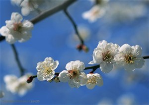 花卉物语-一串漂亮的白色梅花