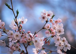 花卉物语-树枝上的漂亮粉色梅花