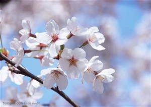 花卉物语-一束漂亮的白色樱花