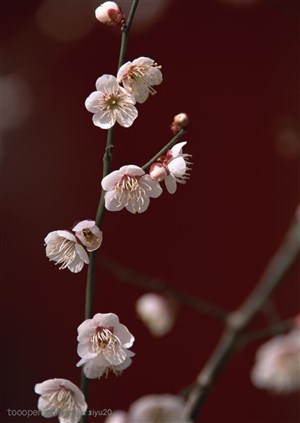 花卉物语-枝头的一朵朵漂亮的梅花