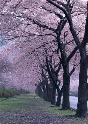 花卉物语-一排漂亮的梅花树