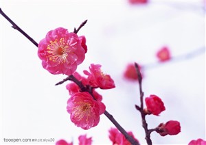 花卉物语-枝头漂亮的红色梅花