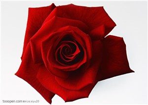 花卉物语-漂亮的红色玫瑰花
