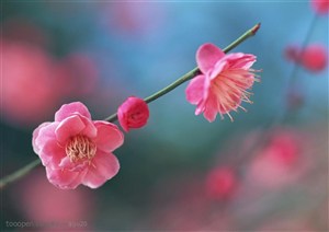花卉物语-枝头上三朵漂亮的梅花