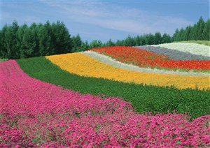 花卉物语-一排排漂亮的花海花田