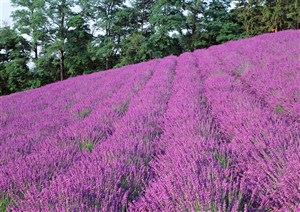 花卉物语-漂亮的紫色薰衣草