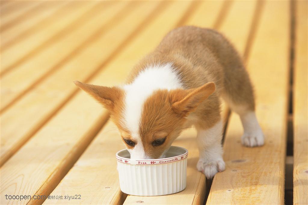 小型犬-吃东西的狗狗