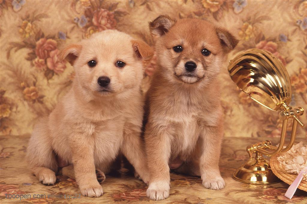 小型犬-两只可爱的狗狗