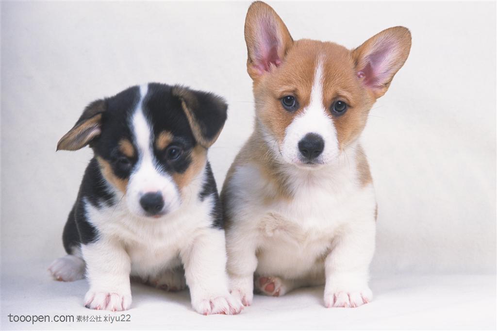 小型犬-两只趴着的可爱狗狗