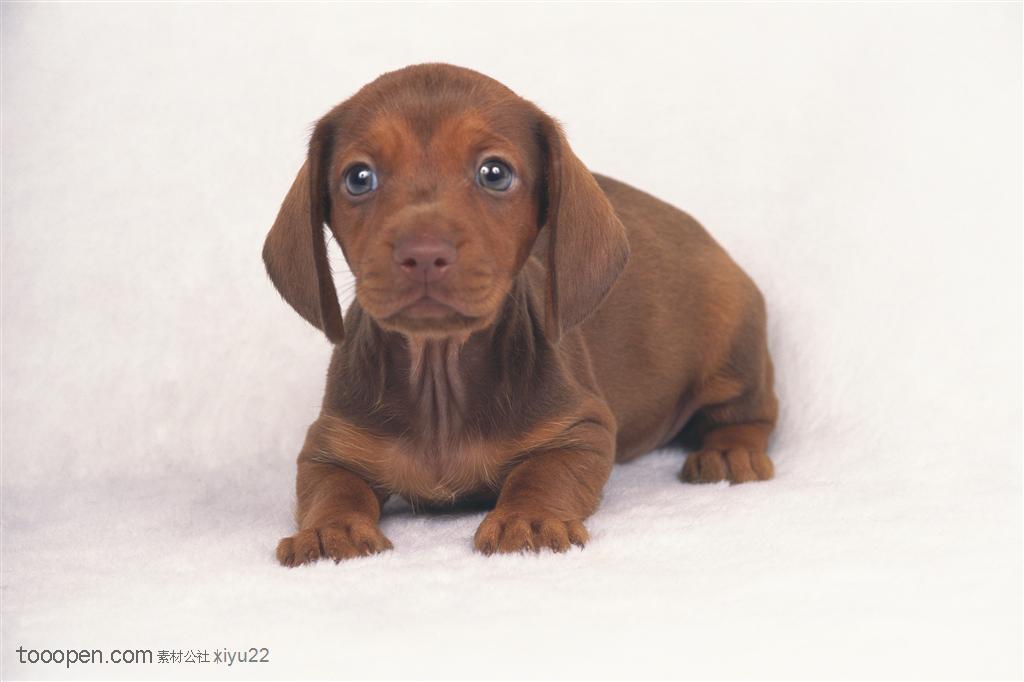 小型犬-棕色可爱沙皮狗