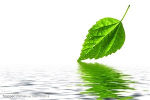 落在水面上的绿叶图片
