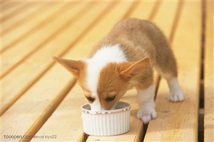 小型犬-吃东西的狗狗