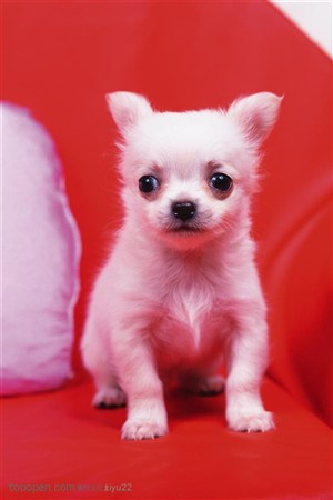 小型犬-红色沙发上的狗狗