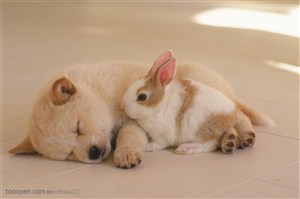 小型犬-睡着地板上的可爱小狗