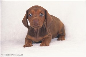 小型犬-棕色可爱沙皮狗