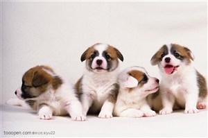 小型犬-一群的可爱小狗