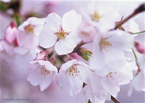 花海世界-白色樱花