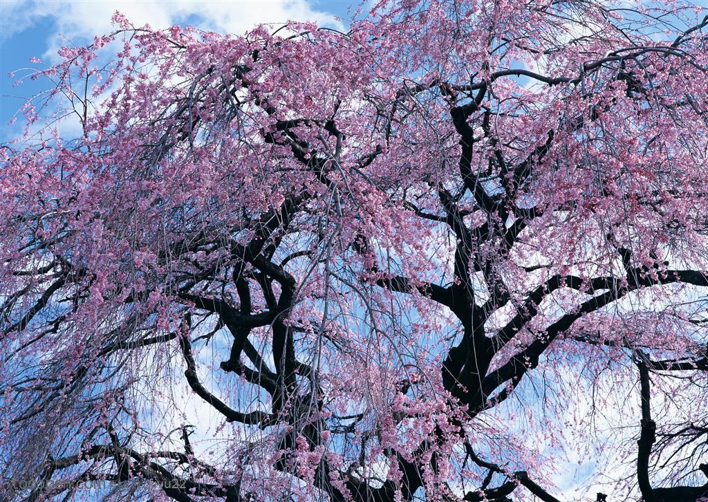 花海世界-高大的粉色樱花树