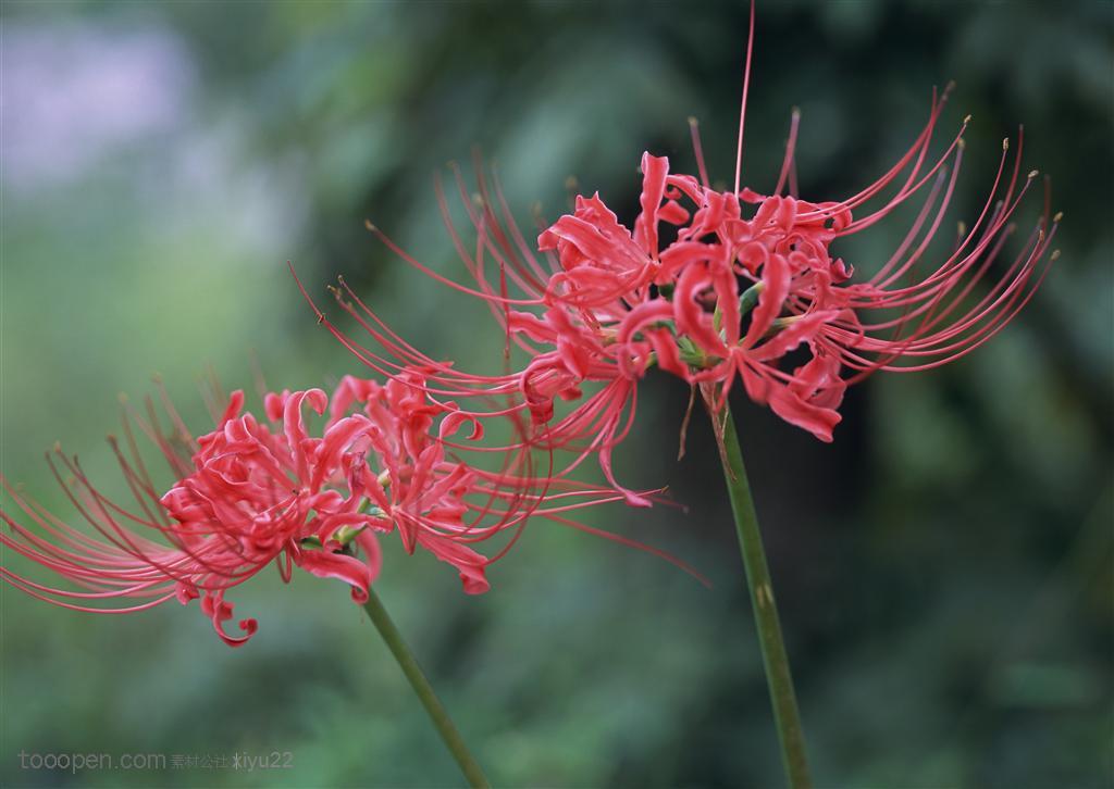 花海世界-漂亮的红色小花彼岸花