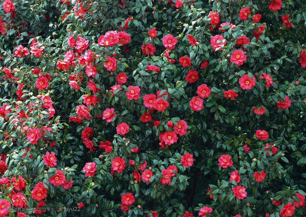 花海世界-树上漂亮的红花