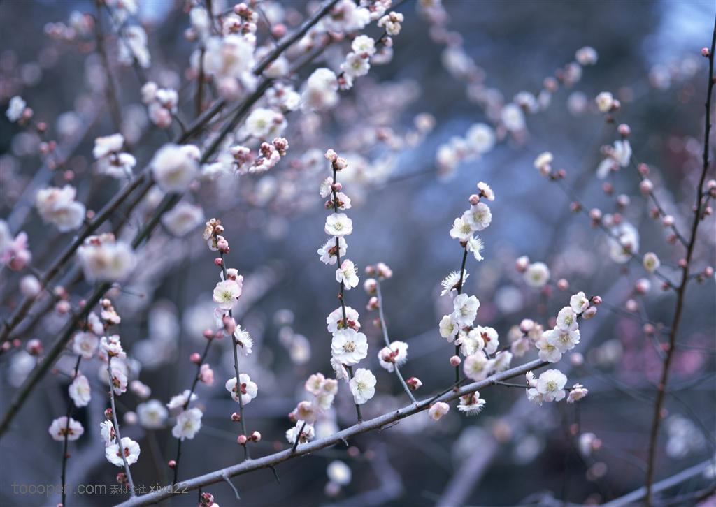 花海世界-枝干上的白色梅花