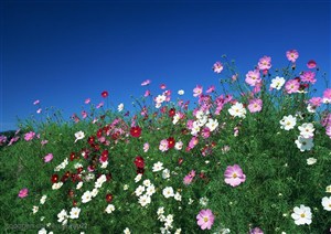 花海世界-蓝天下彩色的花朵