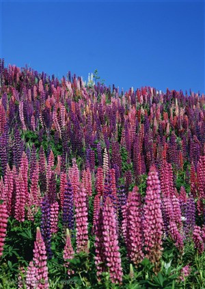 花海世界-蓝天下漂亮的紫色花束
