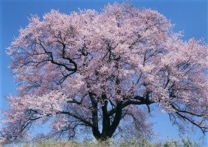 花海世界-蓝天下盛开的粉色樱花