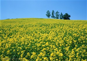 花海世界-蓝天下漂亮的金色油菜花