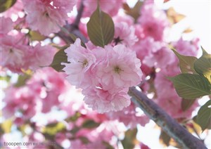 花海世界-树枝上漂亮的粉色樱花