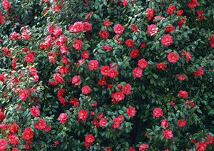 花海世界-树上漂亮的红花