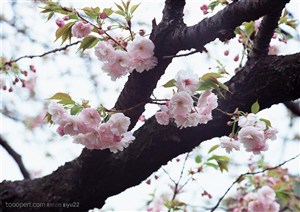 花海世界-树枝上漂亮的白色樱花