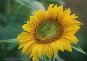 花海世界-一朵金黄的向日葵