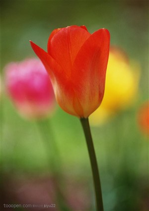 花海世界-一朵漂亮的红色郁金香