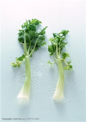 新鲜蔬菜-两片新鲜西芹菜梗
