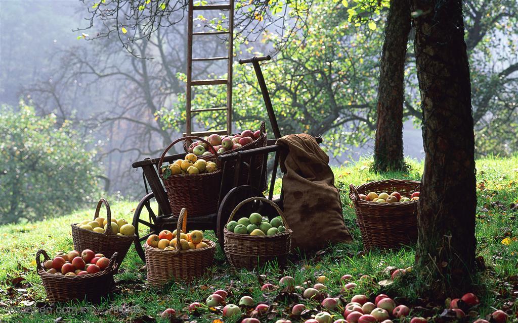 新鲜水果-果树下掉落一地的苹果和竹编织楼里装满了苹果