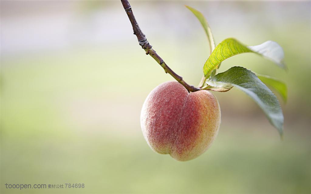 新鲜水果-挂着枝头的一个桃子特写