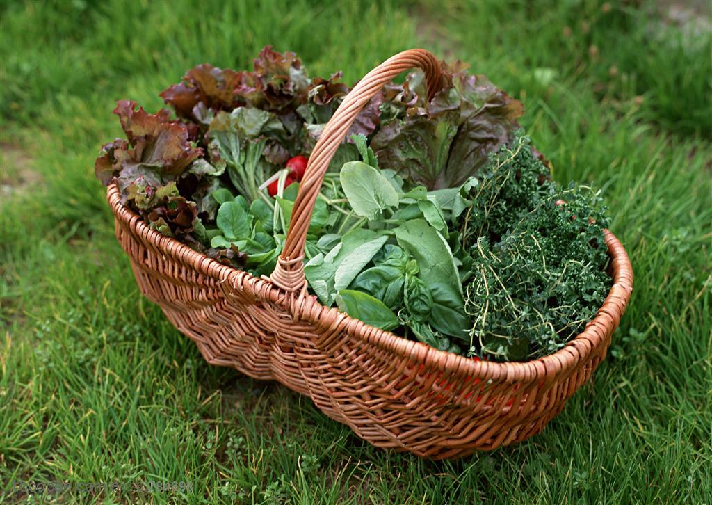 新鲜蔬菜-草地上的菜篮里摘了很多蔬菜