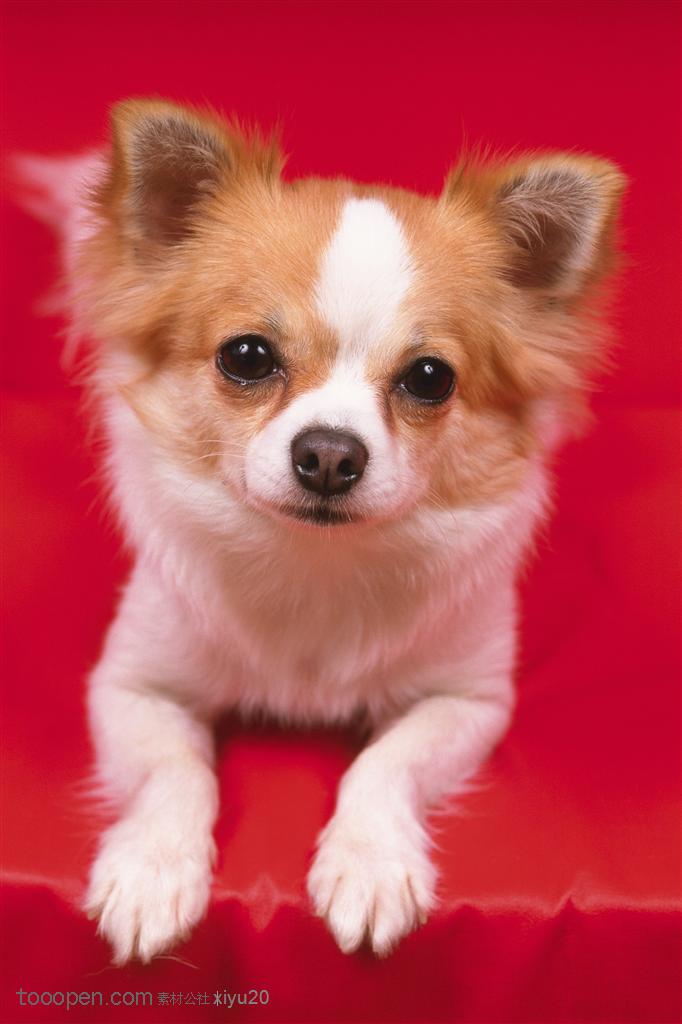 小型犬-红色沙发上的狗
