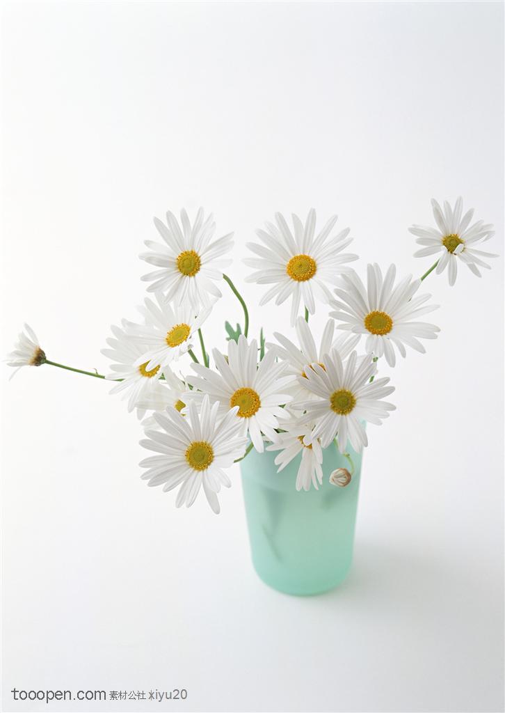 花卉物语-杯中的太阳花
