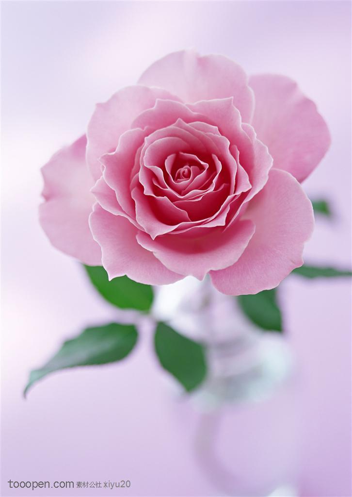 花卉物语-杯中漂亮的玫瑰花