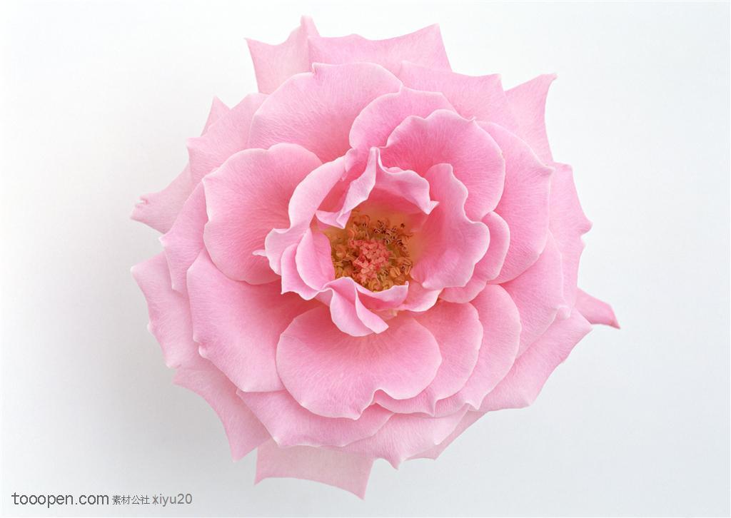 花卉物语-粉色的牡丹花